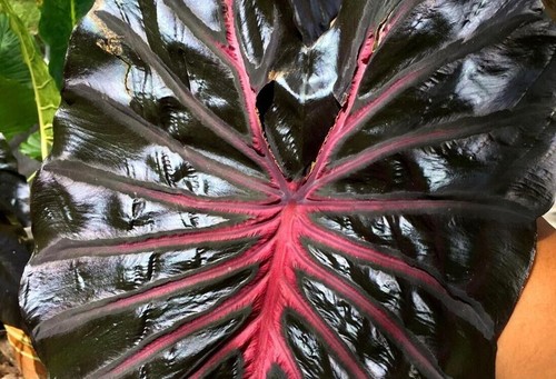 Colocasia black lava - colocasia, lava'
